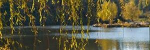 Pavillon Mill Spring North Carolina