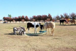 Rob's Ranch Purcell Oklahoma